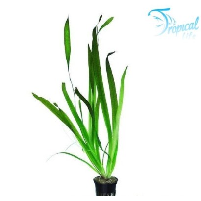 vallisneria-gigantea-pianta-sfondo-acquario in vendita su Tropical Life