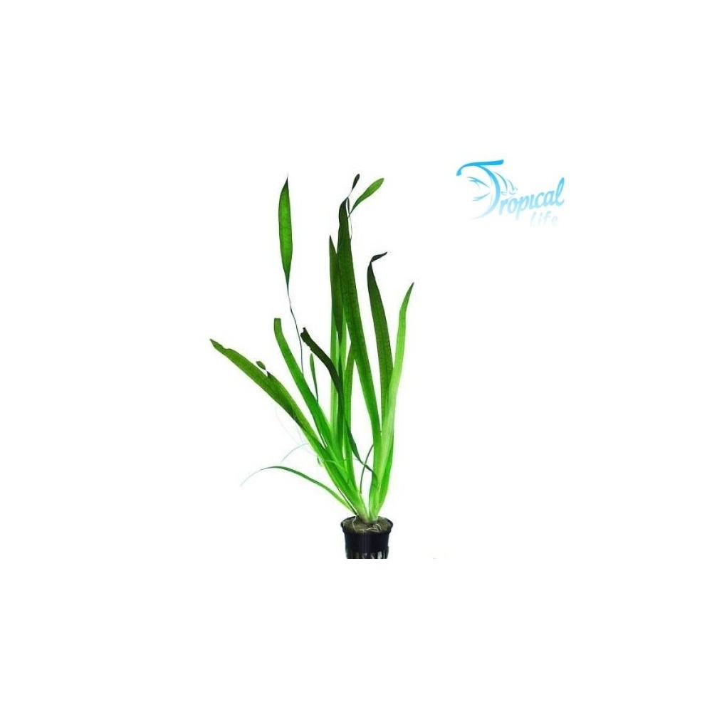 vallisneria-gigantea-pianta-sfondo-acquario in vendita su Tropical Life