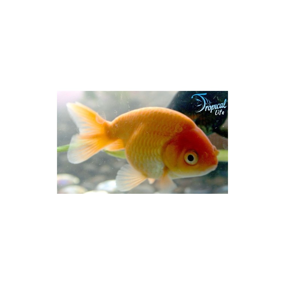 Ranchu Orange | Pesce Rosso Pregiato | Tropical Life