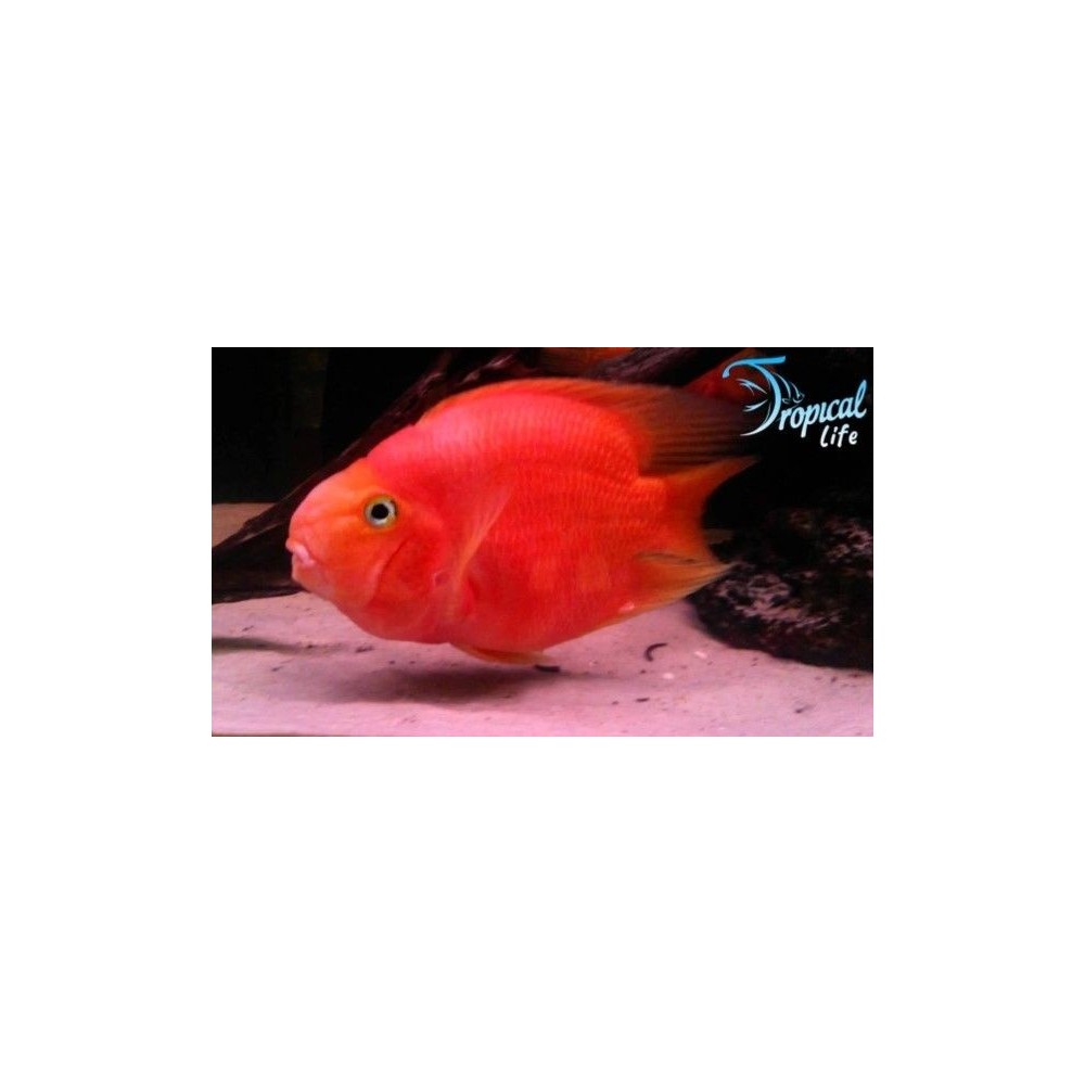 Cichlasoma Parrot Red: Scheda e Allevamento| Tropical Life