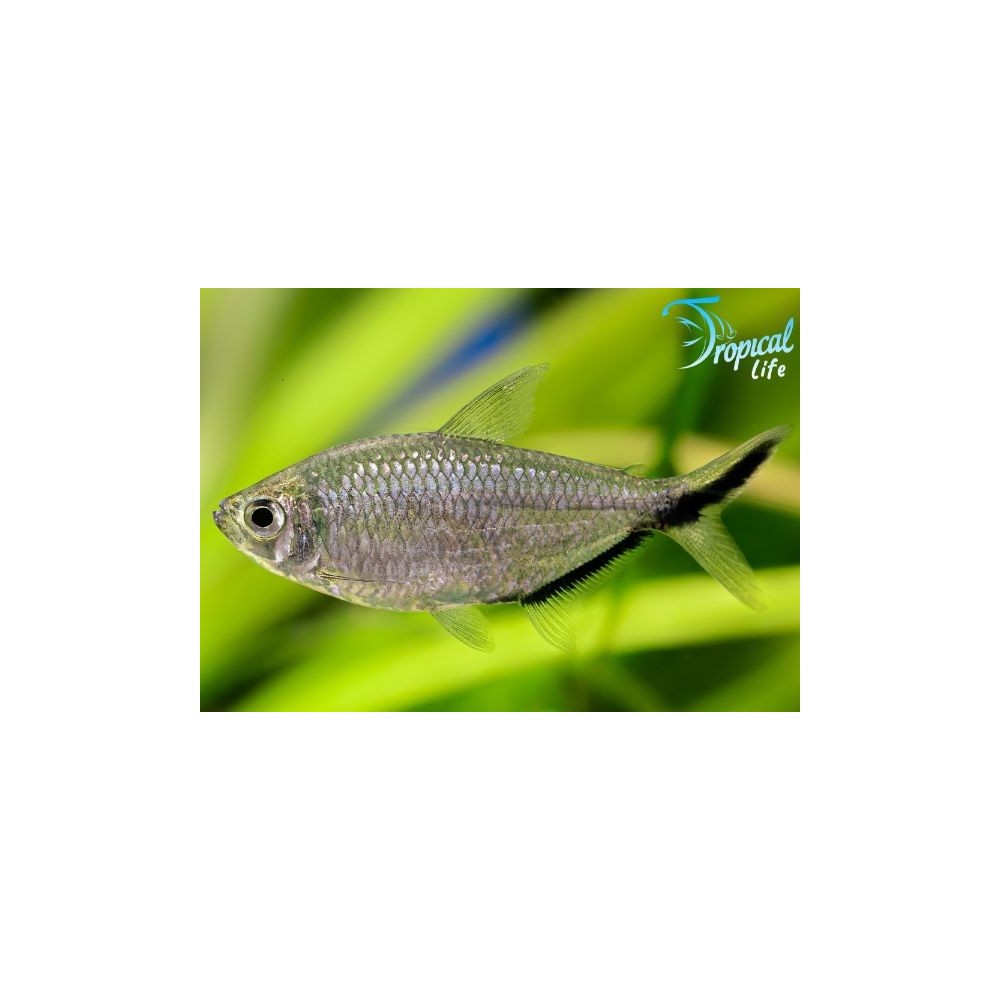 Esemplare di Moenkhausia costae che nuota in un acquario piantumato, dettaglio della linea nera sulla coda.