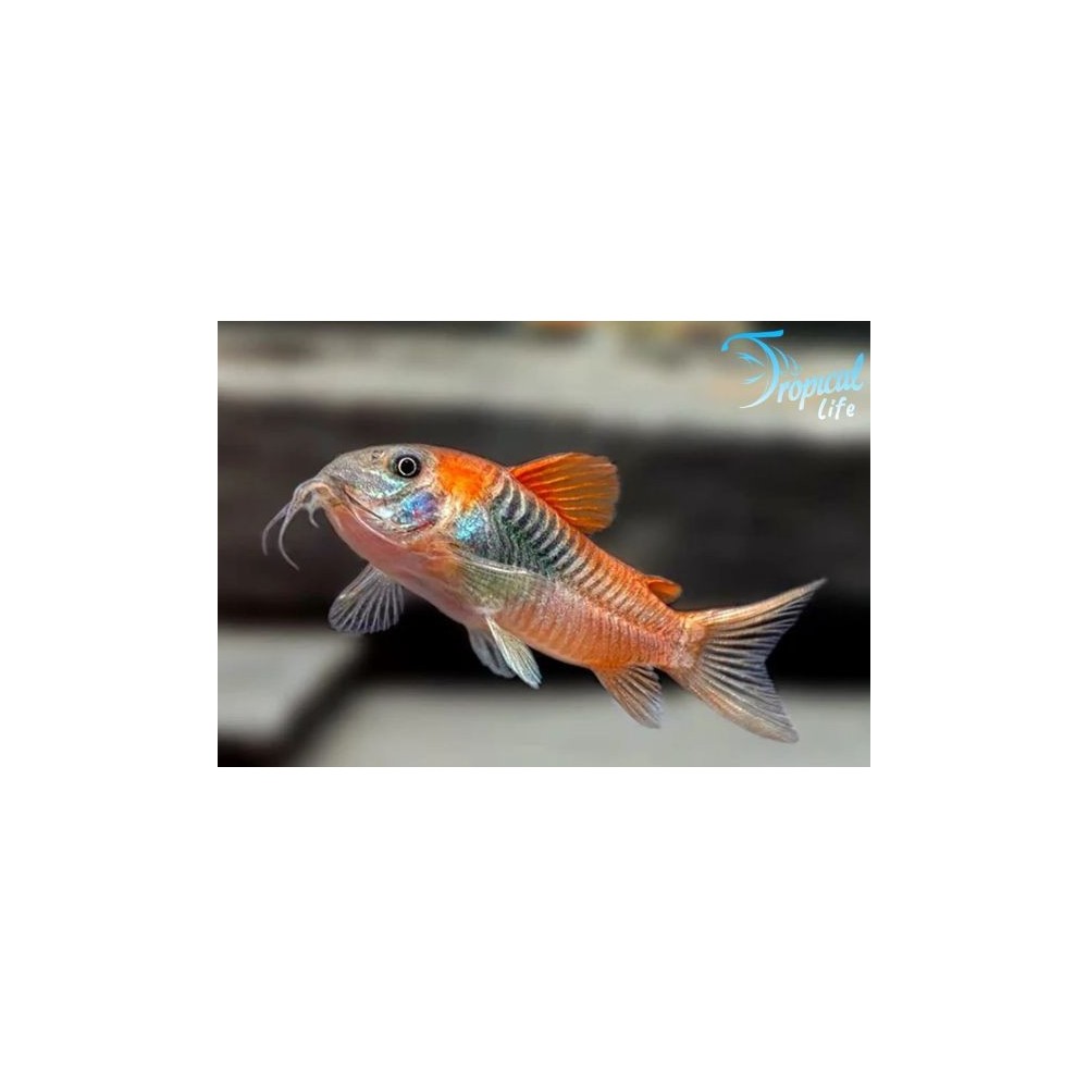 Pesce gatto corazzato Corydoras venezuelanus Orange in vendita su Tropical Life
