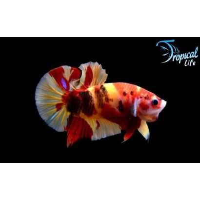 Pesce combattente Betta Candy Plakat con corpo multicolore dalle tonalità rosso, arancio e giallo.
