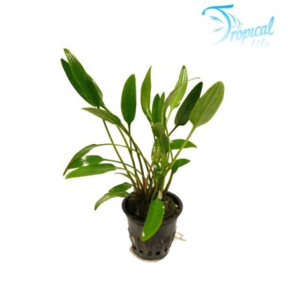 Pianta di Cryptocoryne lutea in vasetto per acquario con foglie lanceolate verde brillante e steli bruni su sfondo bianco.