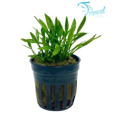 Cryptocoryne parva - Piante Primo Piano Acquario - Tropical Life