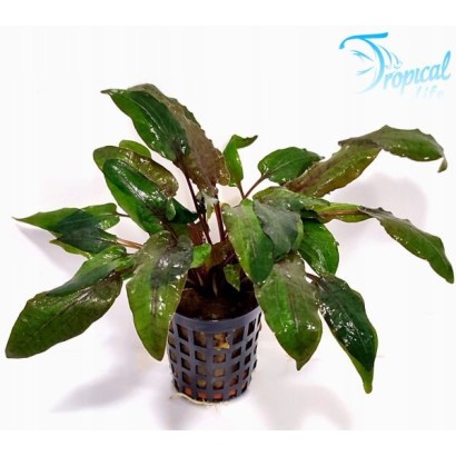 Cryptocoryne wendtii Tropica in vasetto con foglie larghe bronzo e marroni su Tropical Life
