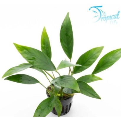 Anubias barteri var. congensis: Guida e Cura | Tropical Life