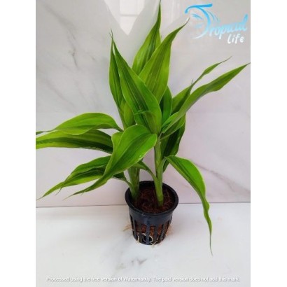 Dracaena sanderiana Green: Guida alla Cura | Tropical Life