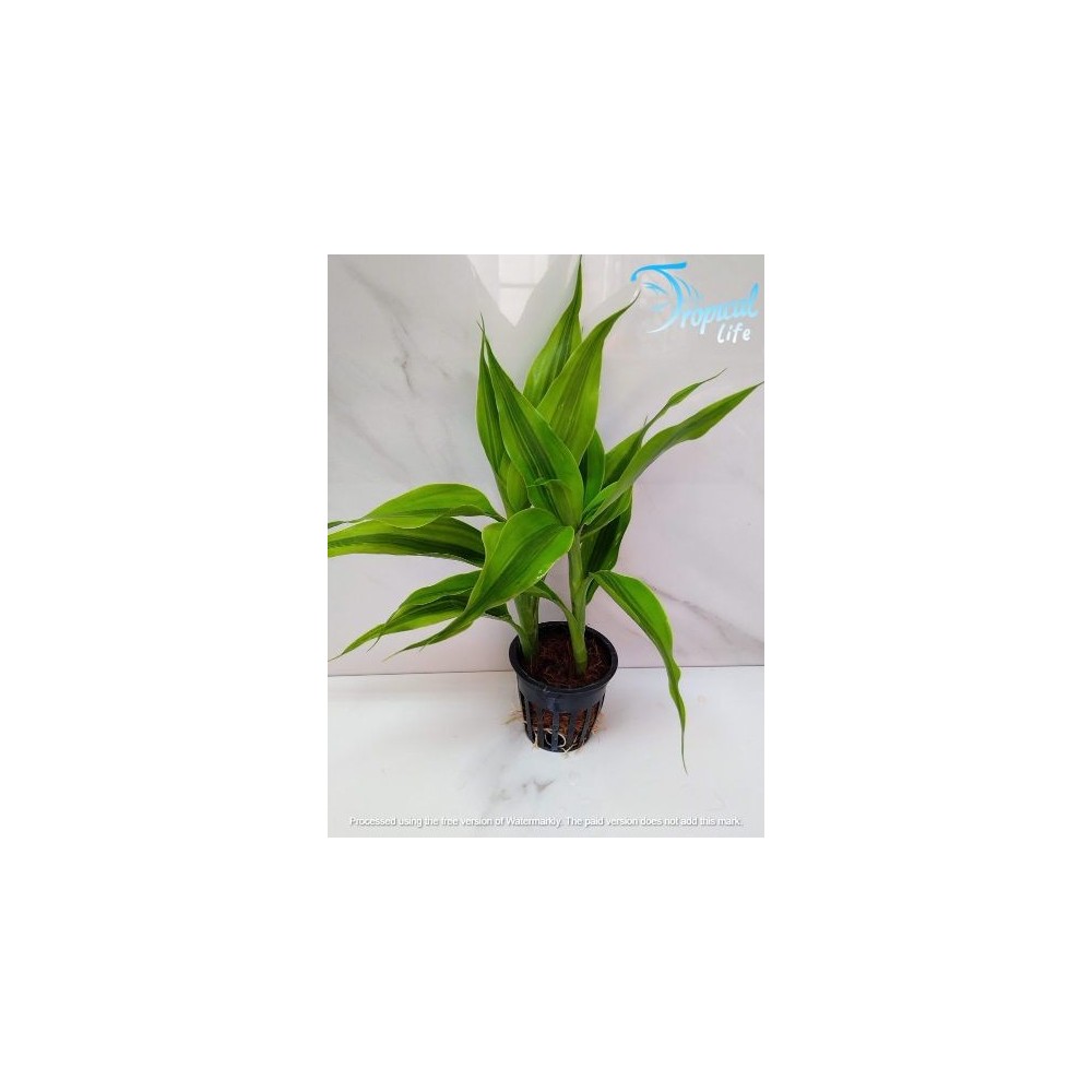 Dracaena sanderiana Green: Guida alla Cura | Tropical Life