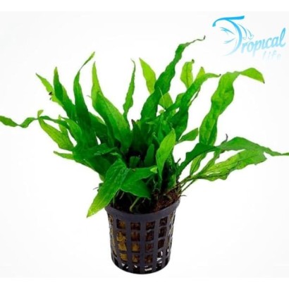 Microsorum pteropus in vendita su Tropical Life