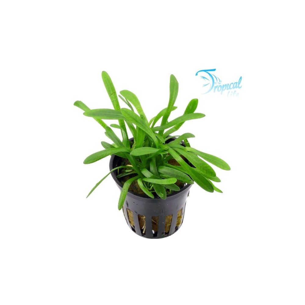 Sagittaria subulata in vendita su Tropical Life