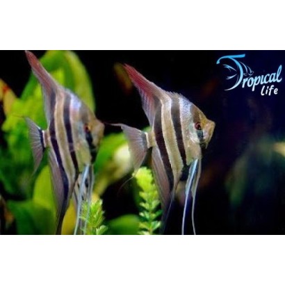 Pterophyllum scalare (var. Peruensis) IN VENDITA SU TROPICAL LIFE
