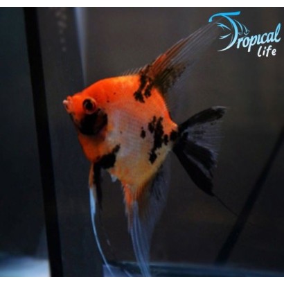 Pterophyllum scalare Red Devil Orange Head: Guida e Cura | Tropical Life