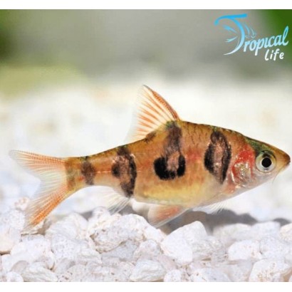 Desmopuntius rhomboocellatus IN VENDITA SU TROPICAL LIFE