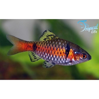 Maschio di Pethia padamya (Barbo Odessa) in parata tra le piante.