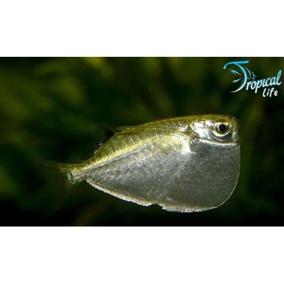 Thoracocharax stellatus: Guida al Pesce Accetta Gigante | Tropical Life