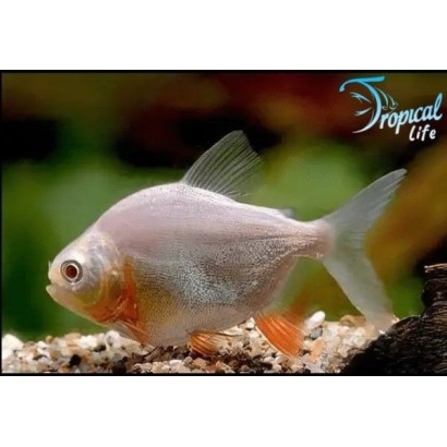 Esemplare di Piaractus brachypomus Albino Red Pacu in acquario in vendita su Tropical Life