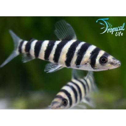 Leporinus affinis pesce zebrato giallo e nero in acquario biotopo