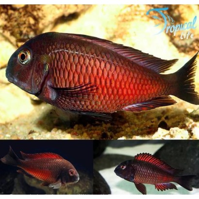Tropheus moorii Red Moliro: Guida Completa all'Allevamento | Tropical Life