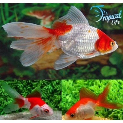 Fantail Goldfish Red and White pesce rosso coda a ventaglio in acquario