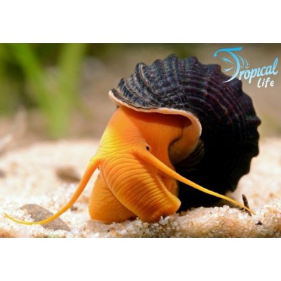 tylomelania-sp-orange-lumaca-coniglio-sulawesi