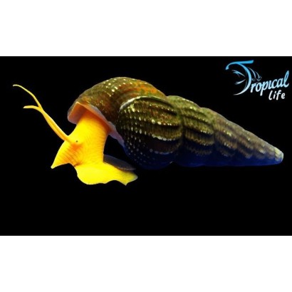 Tylomelania sp. Yellow | La Lumaca Coniglio Gialla | Tropical Life