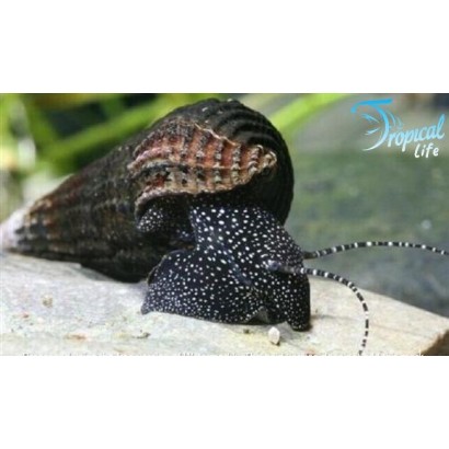 tylomelania-sp-white-spot-lumaca-coniglio-punti-bianchi