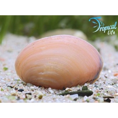 polymesoda-sp-pink-orange-jewel-clam-acquario