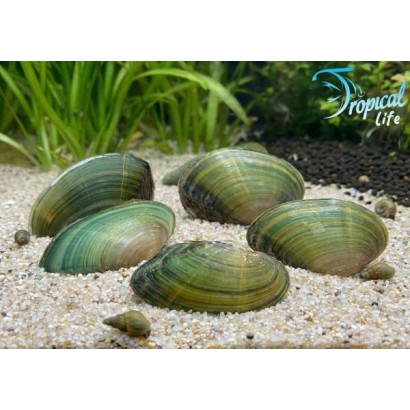 Unionidae Green Striped | Vongola Gioiello Verde | Tropical Life