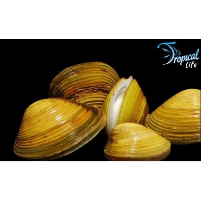 piccola-vongola-filtratrice-gialla-per-nano-acquario