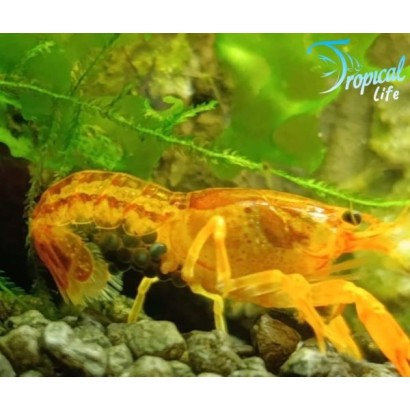 gambero-nano-giallo-cambarellus-su-piante-tropical-life