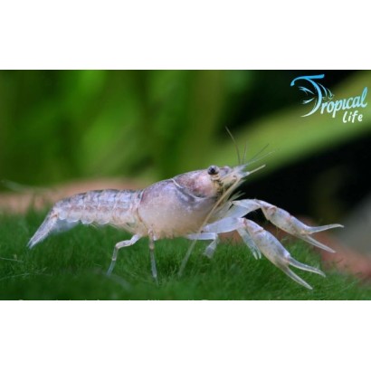 gamberetto-texanus-acquario-piantumato