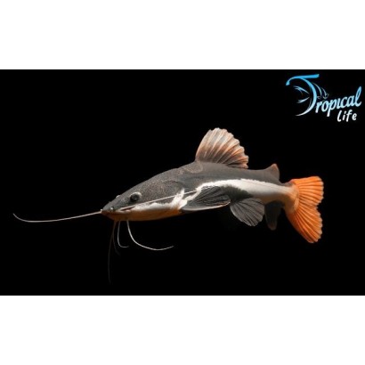 phractocephalus-hemioliopterus-redtail-catfish-pesce-gatto-coda-rossa