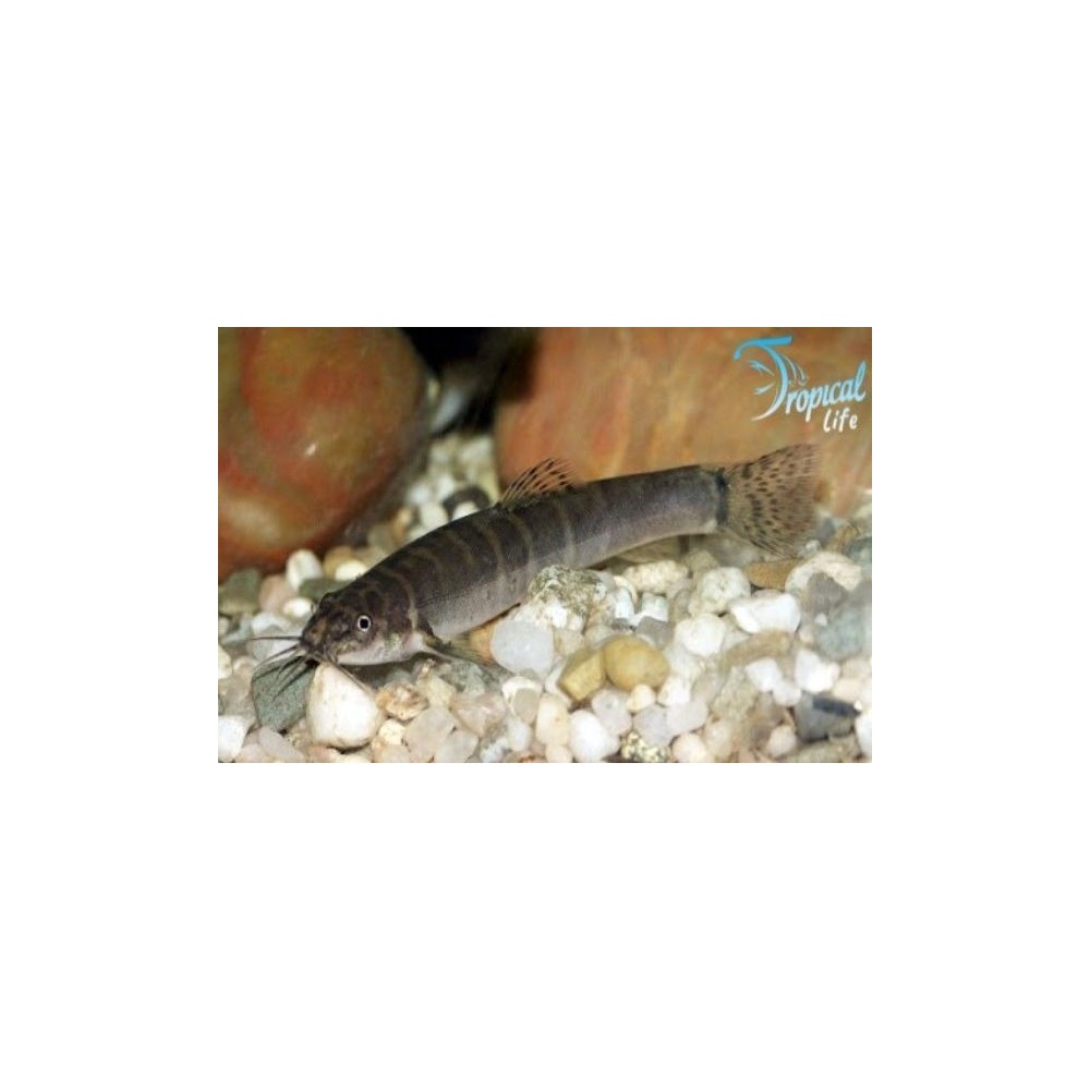 Cobite Schistura spiloptera su fondo sabbioso con rocce in acquario di corrente Tropical Life