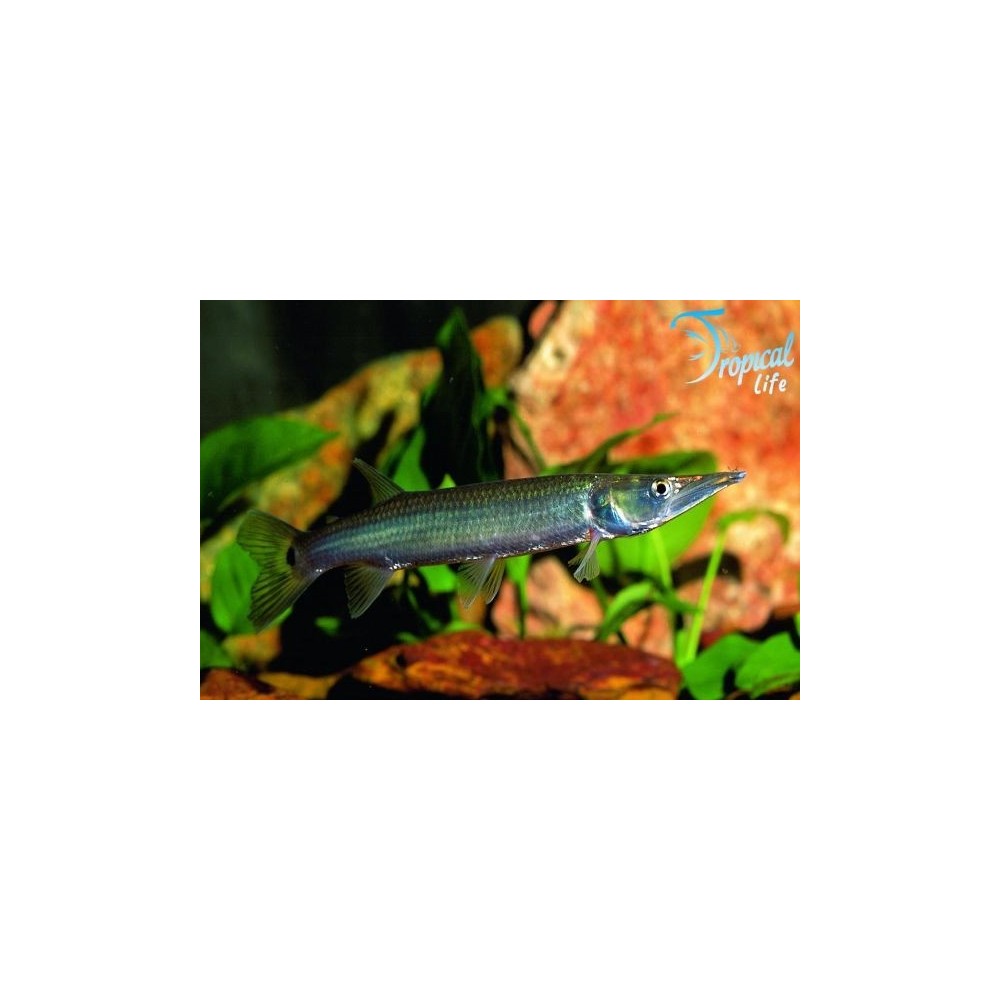 Ctenolucius hujeta: Il Luccio d'Acqua Dolce - Tropical Life