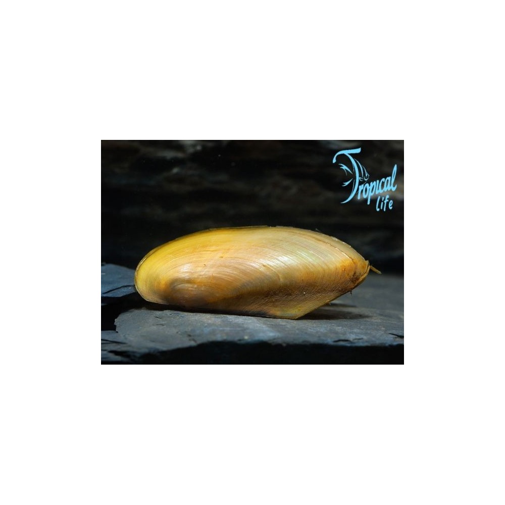 Mollusco bivalve Pilsbryoconcha exilis Tropical Life
