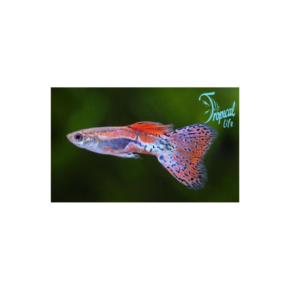 Maschio di Guppy Red Grass con coda a ventaglio rossa e nera Tropical Life