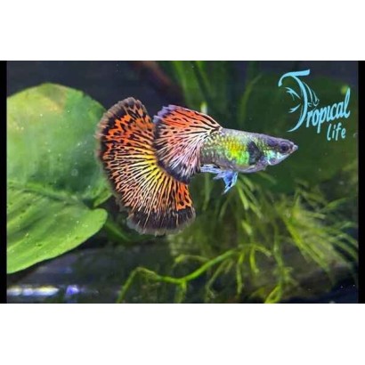 Esemplare di guppy dumbo dragon in vendita su Tropical Life