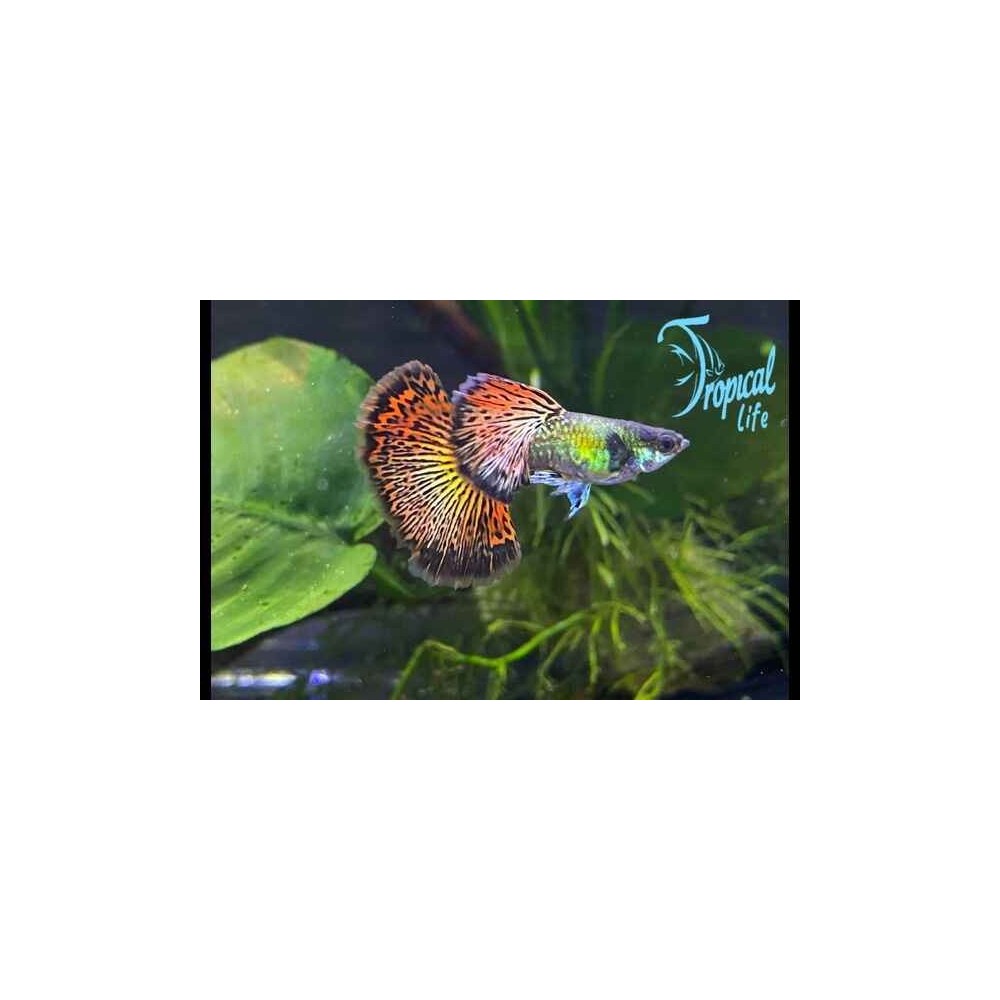 Esemplare di guppy dumbo dragon in vendita su Tropical Life