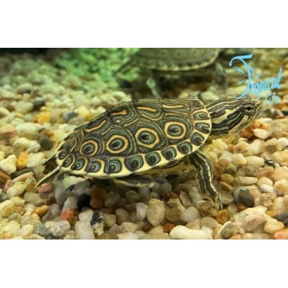 Trachemys venusta: Vendita e Guida Allevamento | Tropical Life
