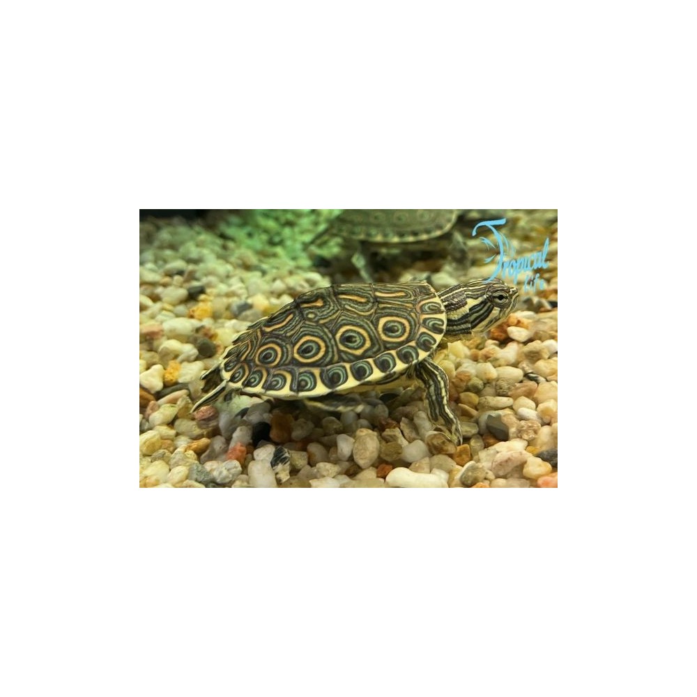 Trachemys venusta: Vendita e Guida Allevamento | Tropical Life