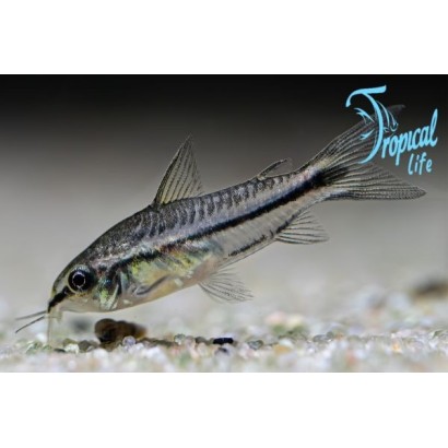 pesce pulitore nano corydoras pygmaeus in acquario su tropicallife.it
