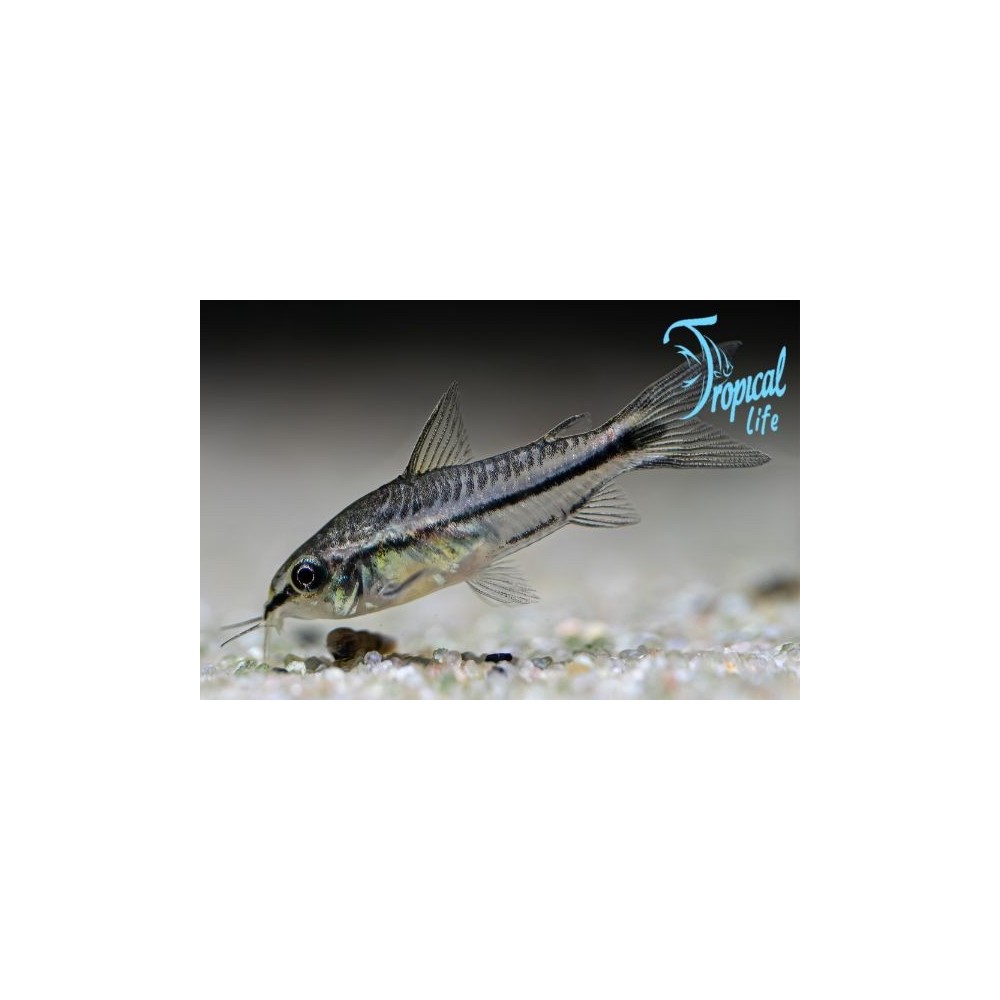pesce pulitore nano corydoras pygmaeus in acquario su tropicallife.it