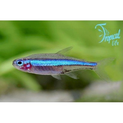 pesce neon verde paracheirodon hyphessobrycon simulans in acquario blackwater su tropicallife.it
