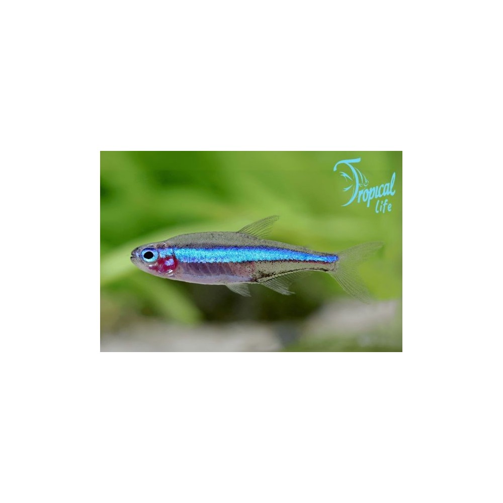 pesce neon verde paracheirodon hyphessobrycon simulans in acquario blackwater su tropicallife.it