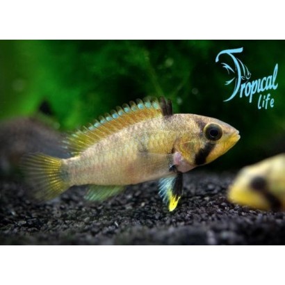 pesce ciclide nano apistogramma panduro in acquario plantacquario su tropicallife.it