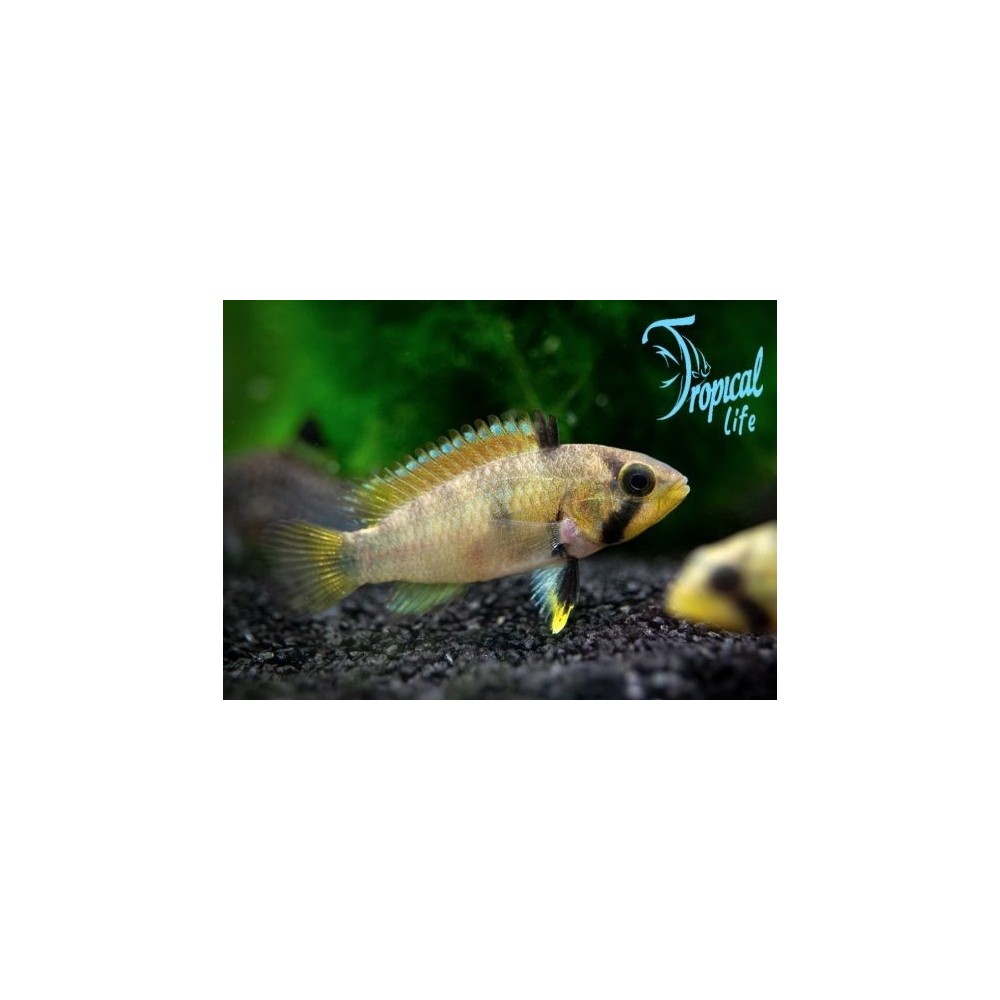 pesce ciclide nano apistogramma panduro in acquario plantacquario su tropicallife.it
