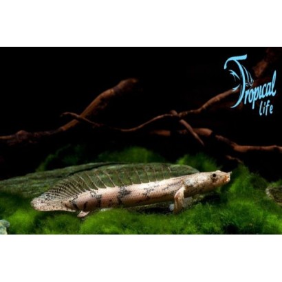 pesce preistorico da fondo polypterus endlicheri in acquario gigante su tropicallife.it