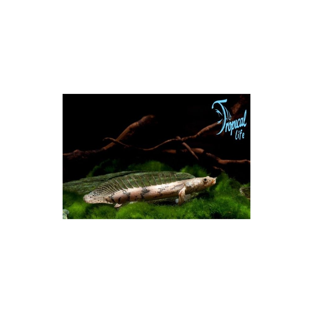 pesce preistorico da fondo polypterus endlicheri in acquario gigante su tropicallife.it