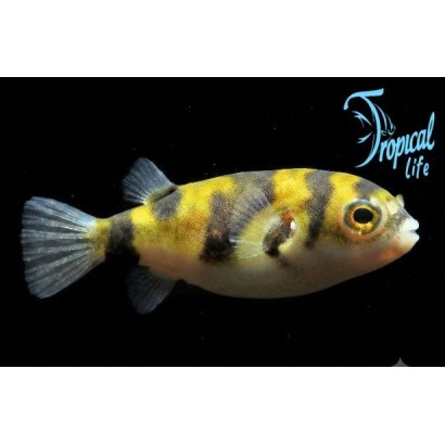 pesce palla acqua dolce colomesus asellus south american puffer in acquario su tropicallife.it